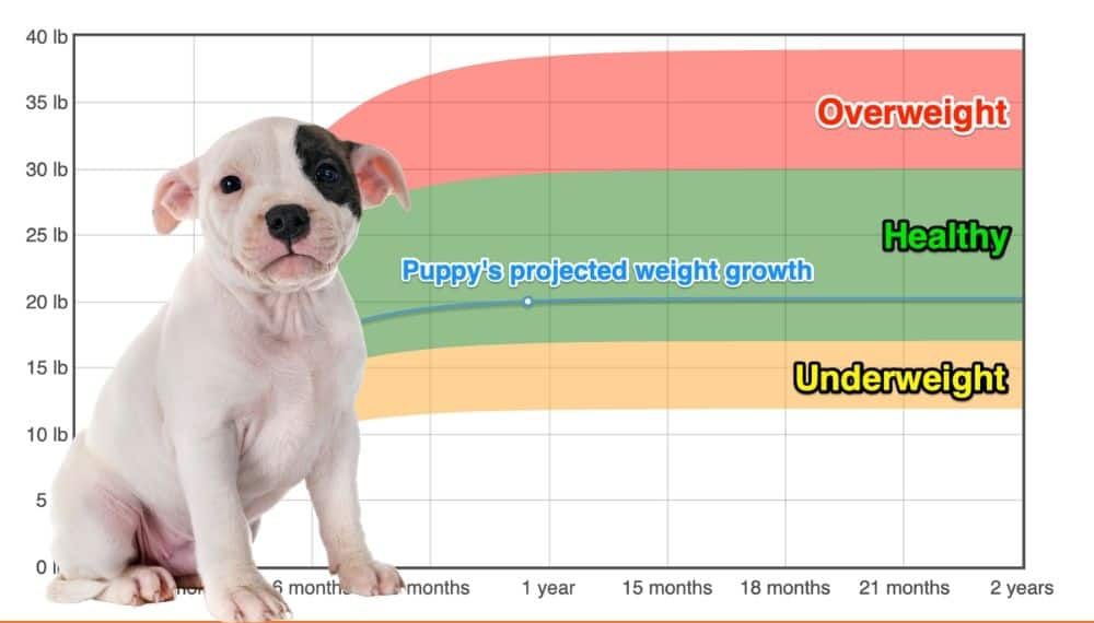 Is My Staffy Overweight? [VISUAL GUIDE]